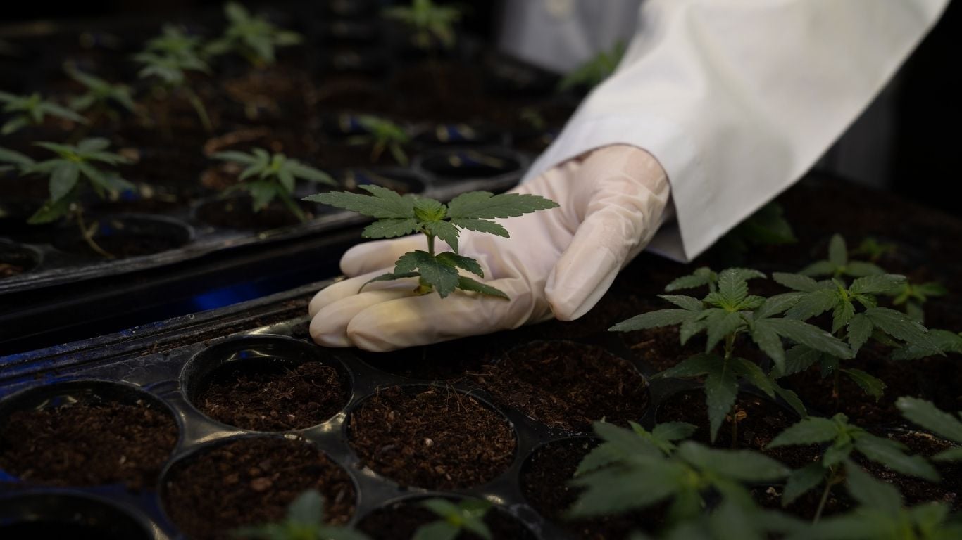 Cannabis Compliance Audit Preparation: How to Control Microscopic Contamination Risks Cannabis Compliance Audit Preparation: How to Control Microscopic Contamination Risks